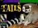 Audiobook Animal Tails author David M Schwartz