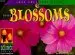 Audiobook Plant Blossoms author David M Schwartz