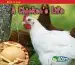 Audiobook A Chicken'S Life author Nancy Dickmann