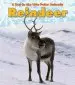 Audiobook Reindeer author Katie Marsico