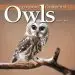 Audiobook Exploring the World of Owls author Tracy C. Read