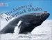 Audiobook The Journey of Humpback Whales: Band 07/Turquoise author Collins Big Cat